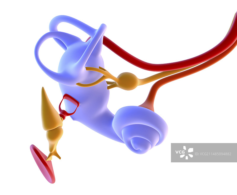 内耳解剖结构图片素材