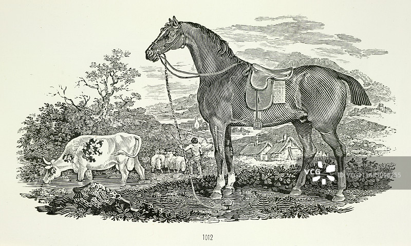 马和牛图片素材