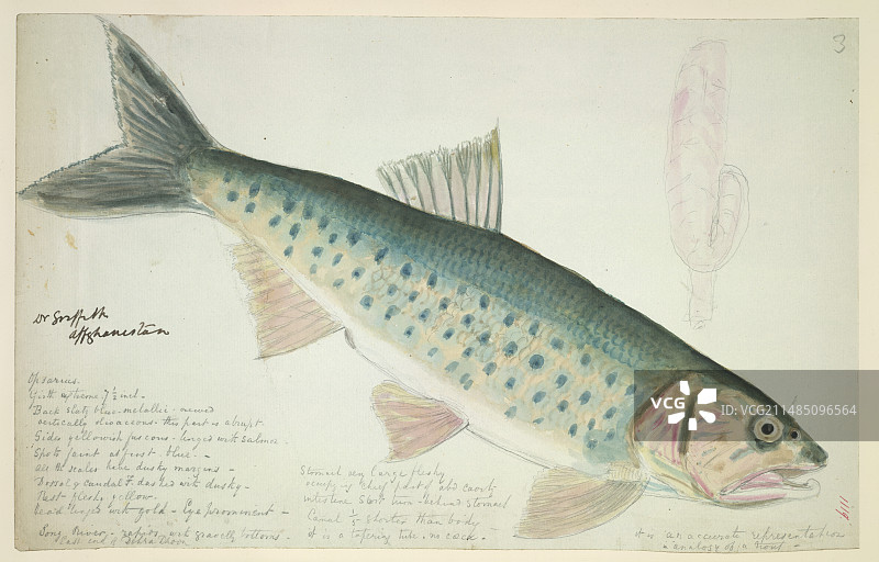 鲤科鱼类图片素材