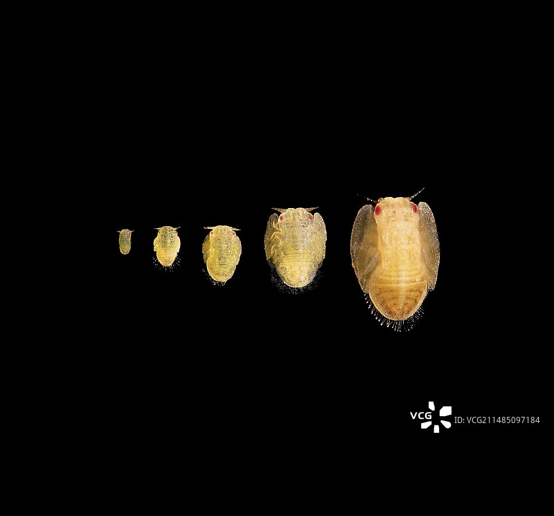 亚洲柑橘木虱若虫发育图片素材