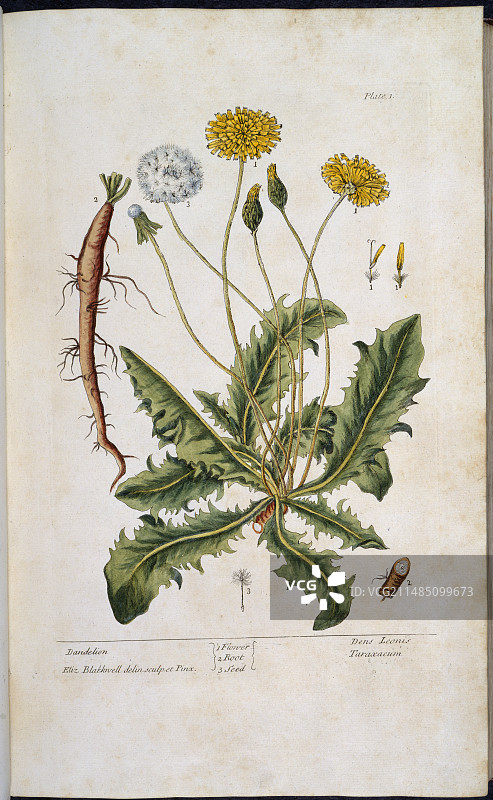 蒲公英图片素材