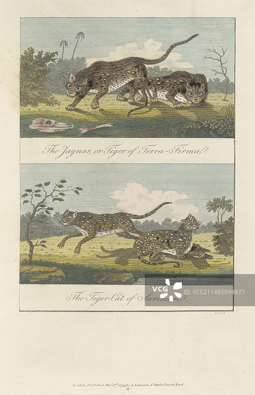 捷豹与虎斑猫图片素材