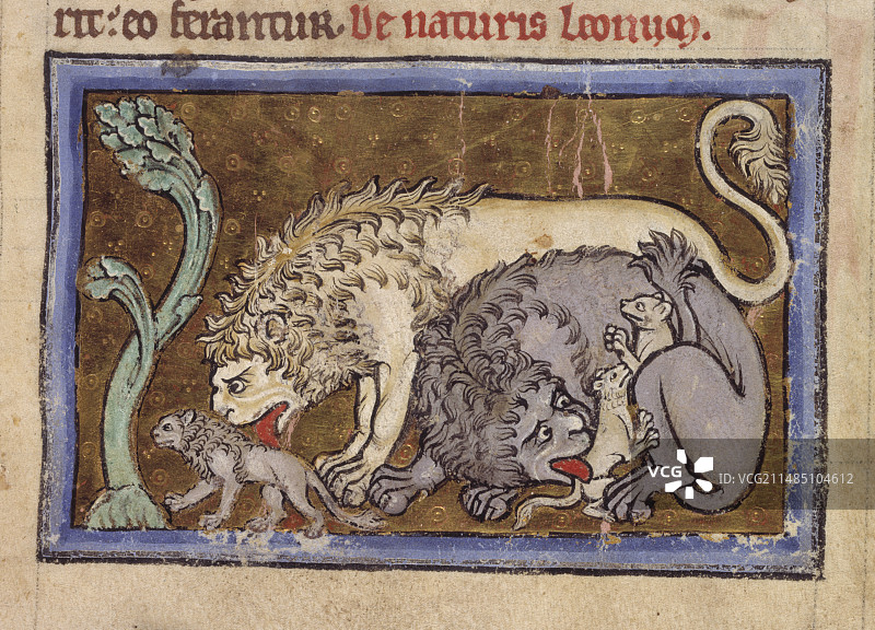 带幼崽的狮子图片素材