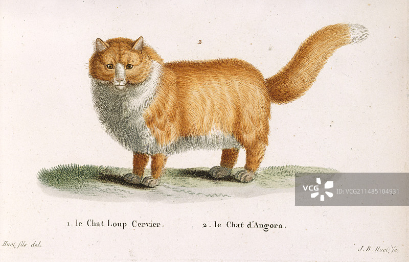 一只猫图片素材