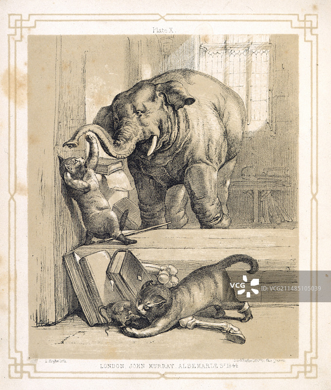 大象与猫图片素材