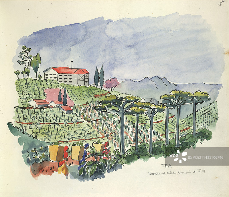 茶叶种植图片素材