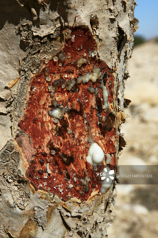 阿曼的乳香树图片素材