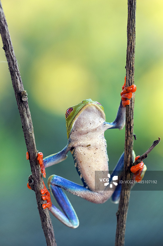 红眼树蛙图片素材