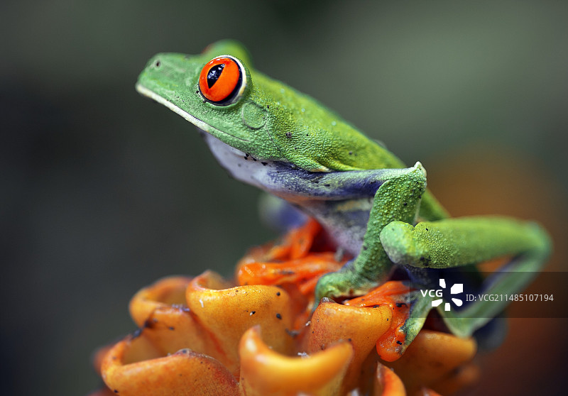 红眼树蛙图片素材