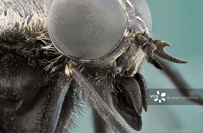 马蝇头部图片素材