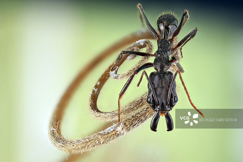 陷阱钳口蚂蚁图片素材