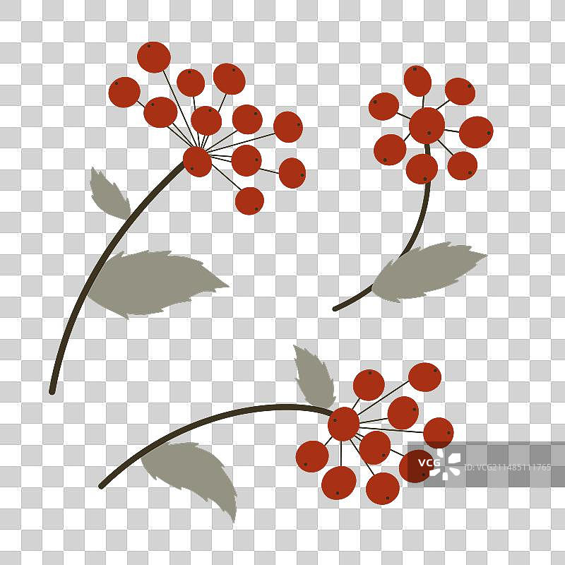 带红色浆果的树枝（花楸）图片素材