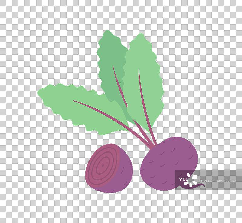 带叶子的完整和一半甜菜根图片素材