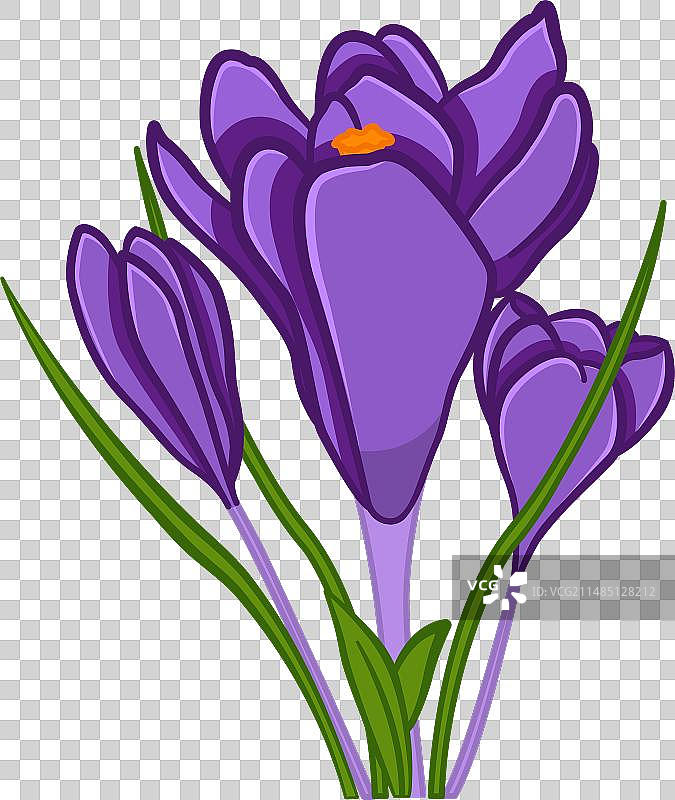 番红花春天紫色花朵图片素材