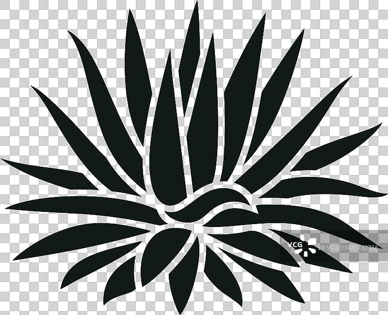 龙舌兰图片素材