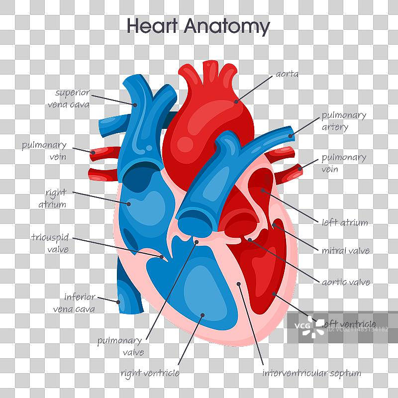 人体心脏图图片素材