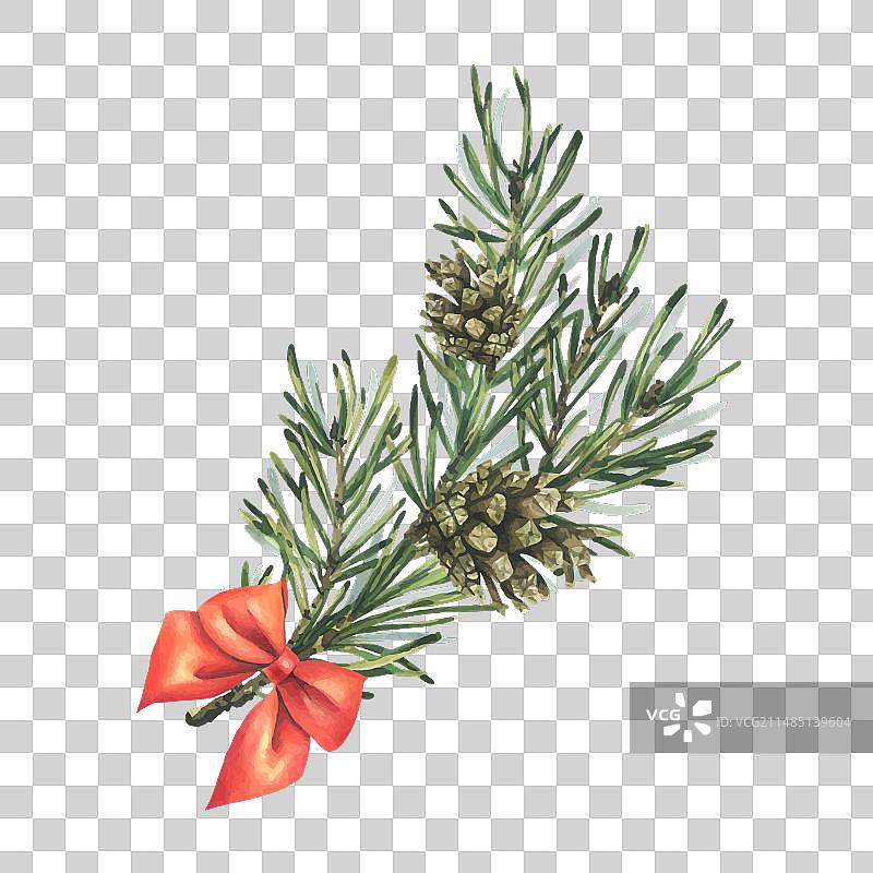 带有松果和红色缎带的松树枝图片素材