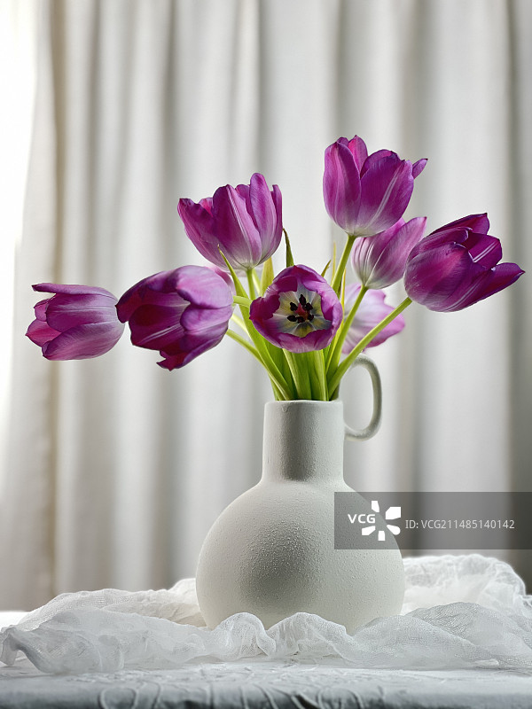 郁金香静物一组图片素材