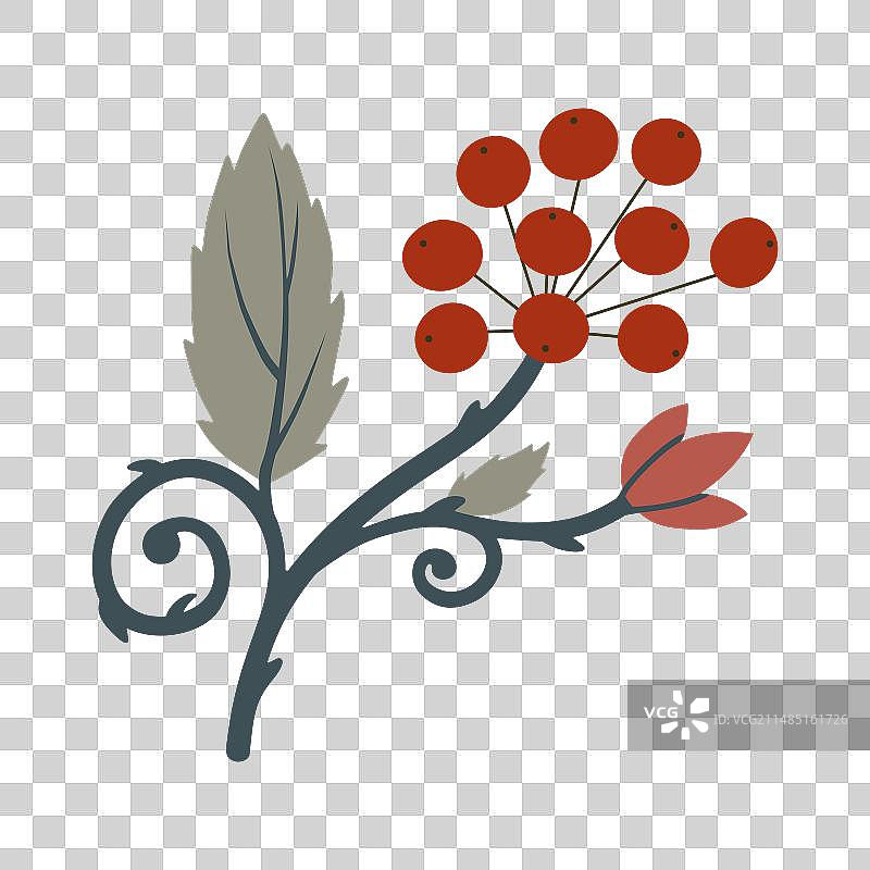 带红色浆果的装饰性冬季树枝图片素材