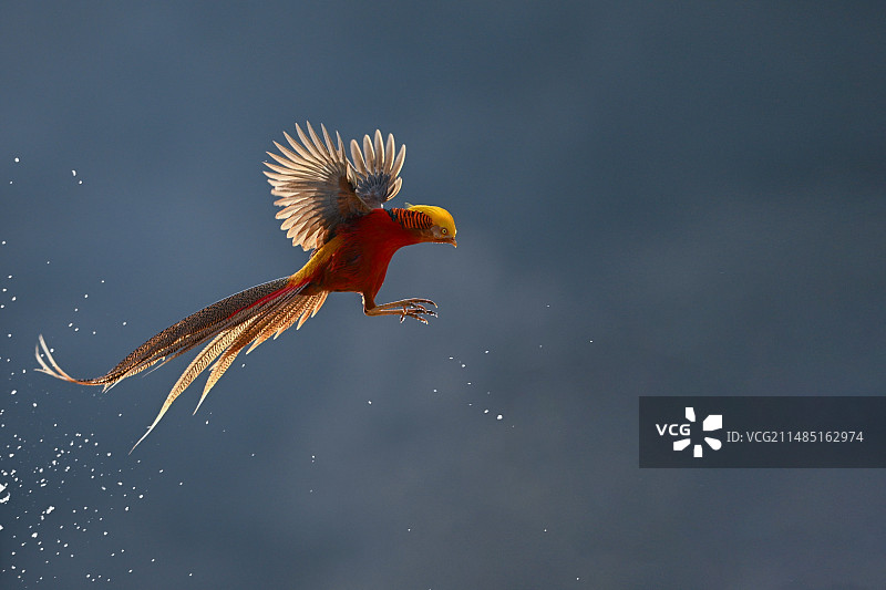红腹锦鸡图片素材