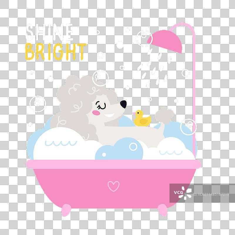 宠物狗美容护理贵宾犬图片素材