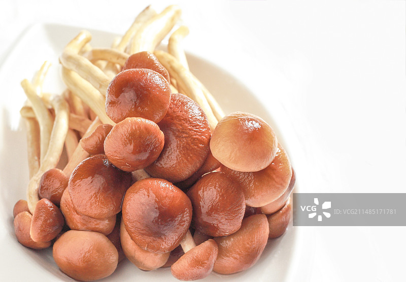 晶莹透亮的鲜茶树菇图片素材