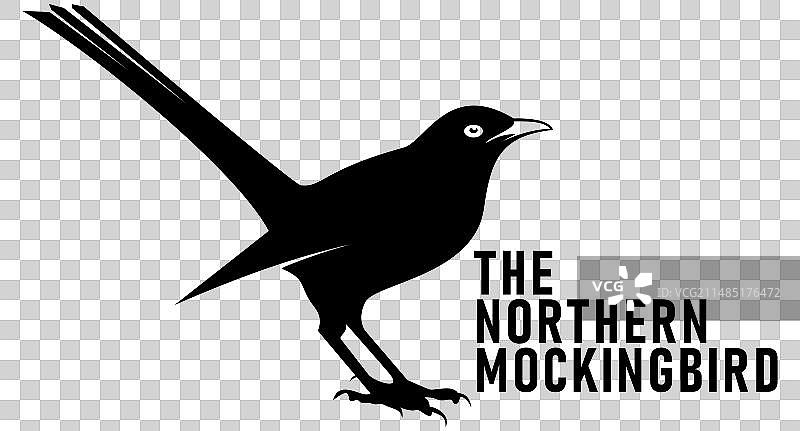 北美嘲鸫，得克萨斯州的象征图片素材