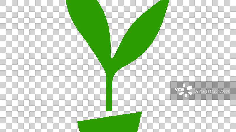 绿色盆栽植物图片素材