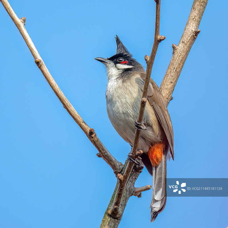 红耳鹎图片素材