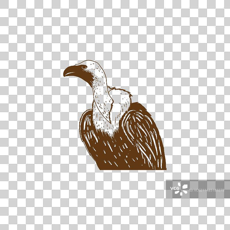 复古非洲鹫图片素材