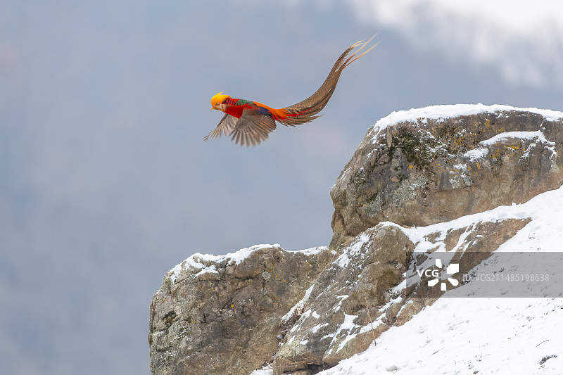 红腹锦鸡图片素材