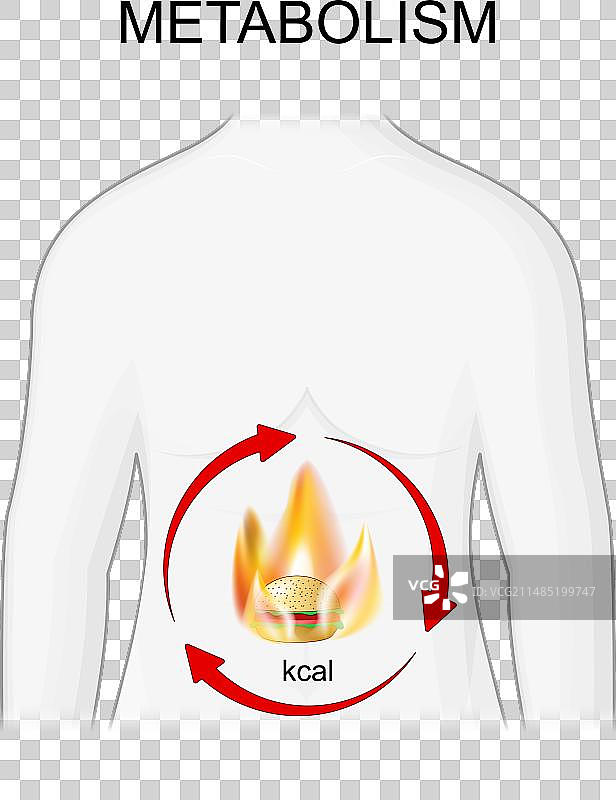 新陈代谢燃烧卡路里图片素材