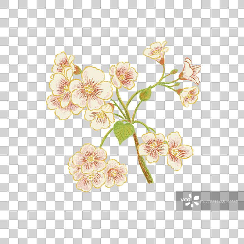 油桐花特写手绘插画图片素材