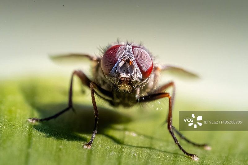 苍蝇头部特写图片素材