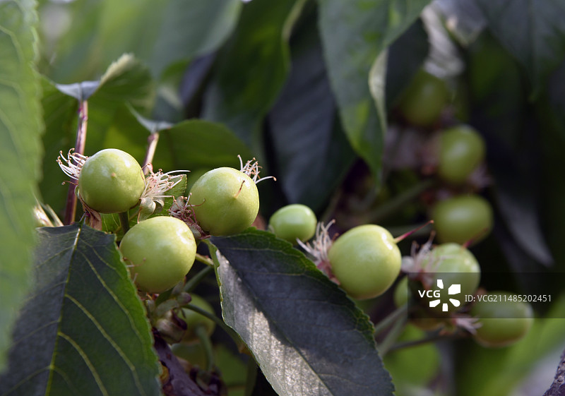 山东枣庄山亭区果树大棚内膨大期中的樱桃果实晶莹剔透宛如绿宝石图片素材