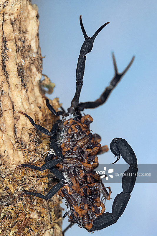 携带幼崽的蝎子图片素材