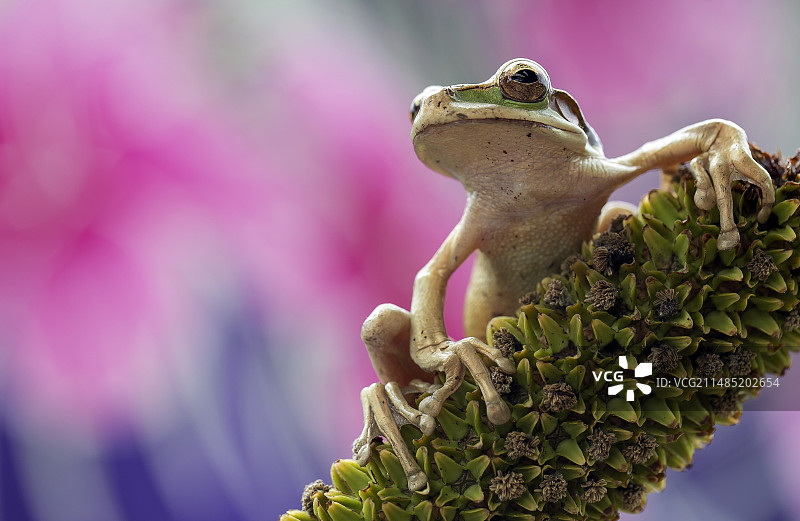 戴面罩的树蛙图片素材