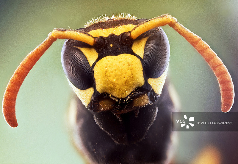 黄蜂头部图片素材