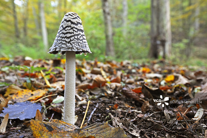 粗鳞环柄菇图片素材