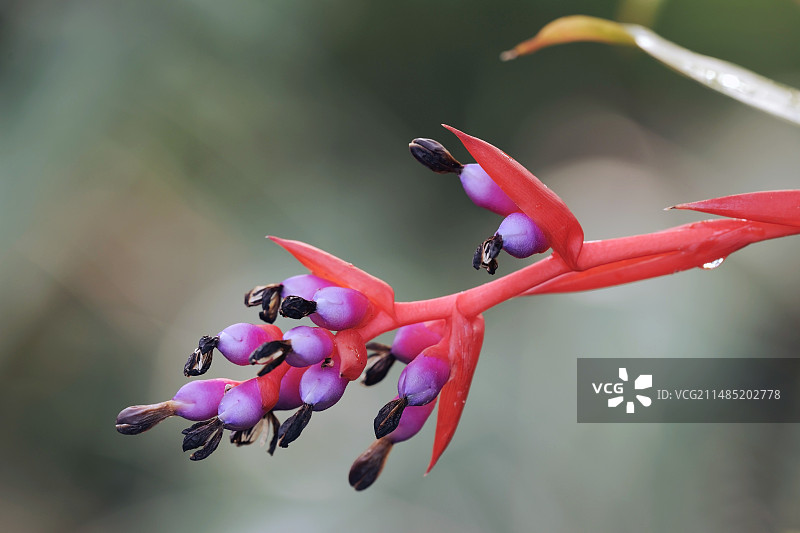 花叶姬凤梨图片素材