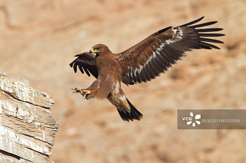 草原雕降落图片素材