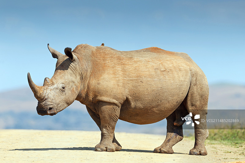 白犀牛图片素材