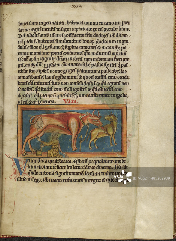 给带着小牛的母牛挤奶图片素材