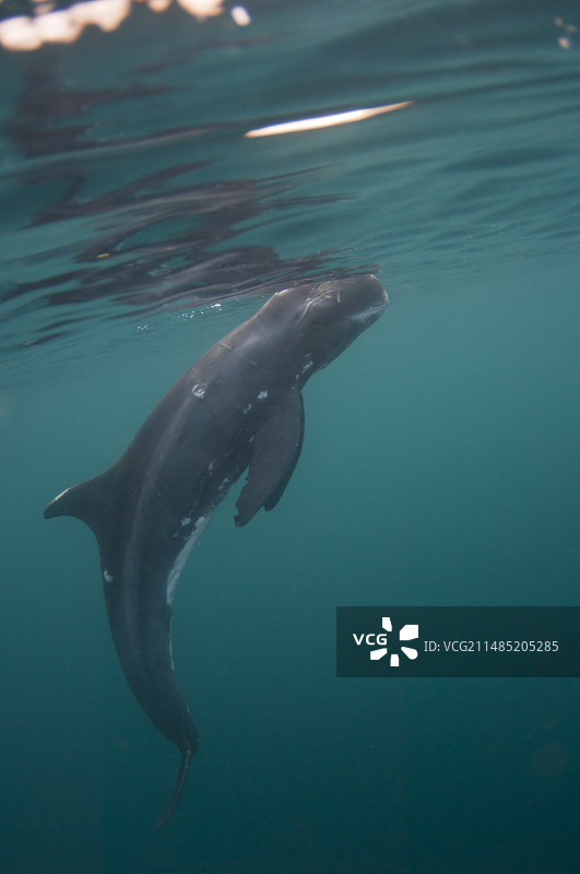 被释放的小虎鲸图片素材