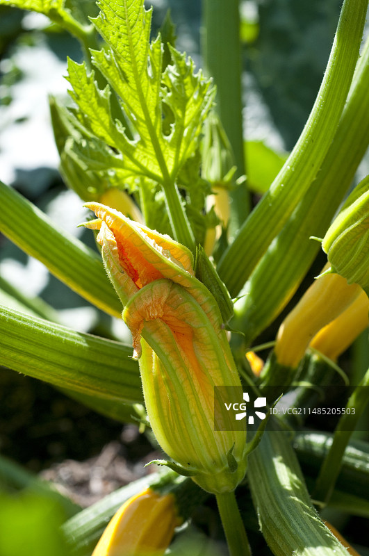 西葫芦 ‘帕拉多’图片素材