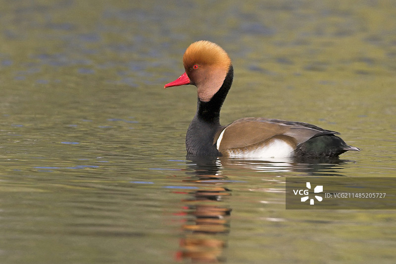 凤头潜鸭图片素材