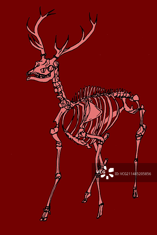 红鹿骨骼插图图片素材
