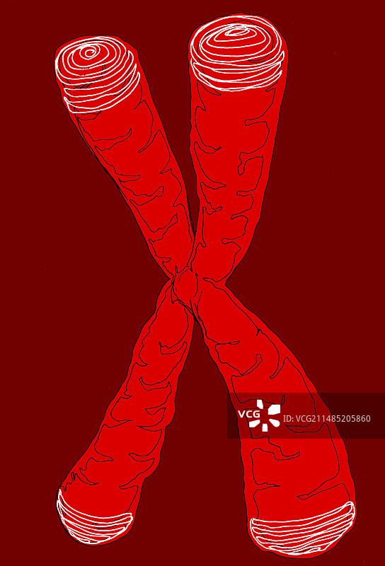 端粒图示图片素材