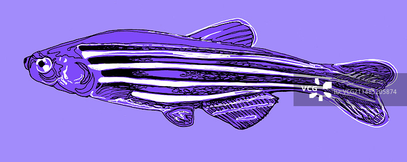 斑马鱼插图图片素材