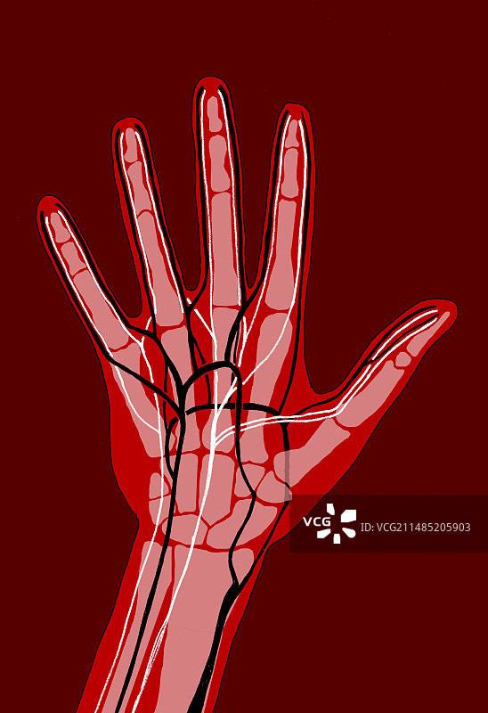 手部解剖结构插图图片素材